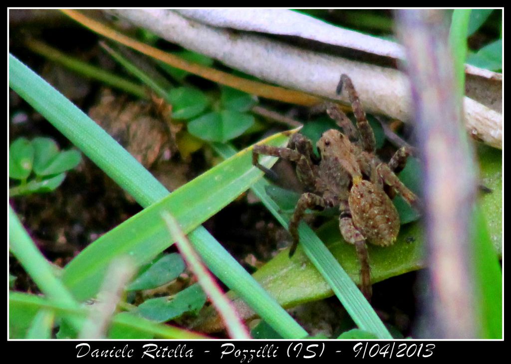 Alopecosa albofasciata - Pozzilli (IS)